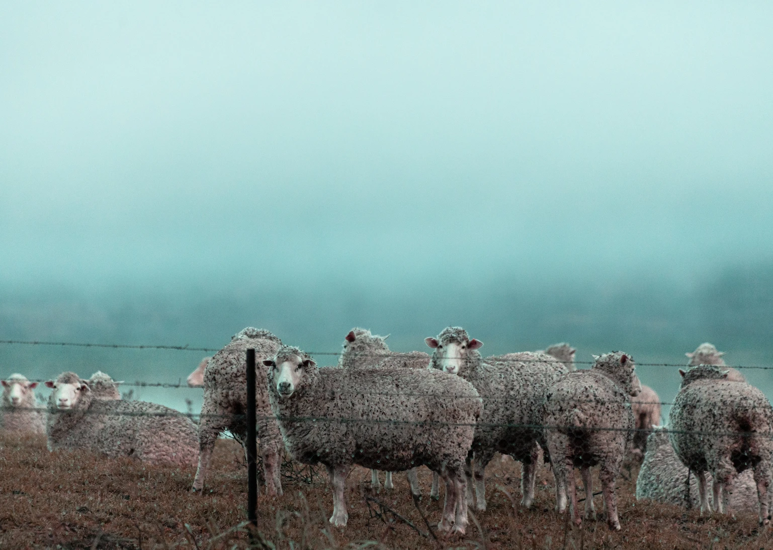 Canberra Sheeps