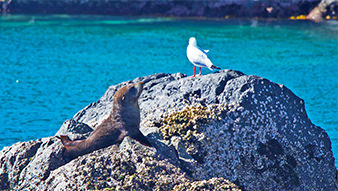 Montague Island Seal and Seagull