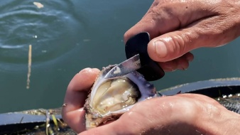 Narooma Rocks - Opening an Oyster